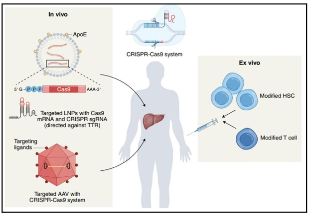 CRISPR vs HIV: Using genetic editing to cure AIDS