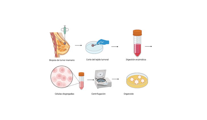 Organoides para el estudio de cáncer de mama