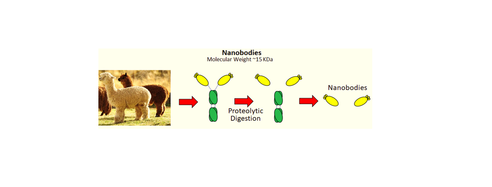 Nanobodies in Bioengineering