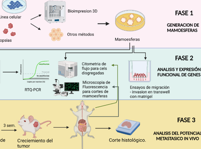 Perfil molecular en organoides 3D de cáncer de mama para análisis de invasividad y potencial metastásico in vitro e in vivo