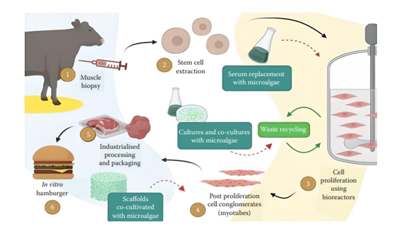 Article publication : “Microalgae in lab-grown meat production”