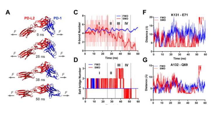 Immuno-engineering: Mechanical force regulates ligand bonding and function of PD-1