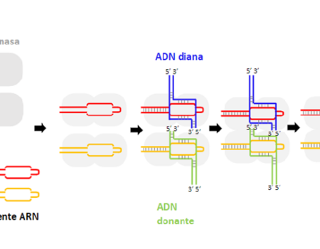 Una nueva herramienta de edición genética ha llegado: Bridge RNA