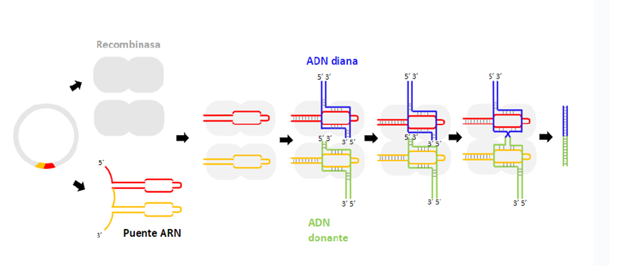 A new gene-editing tool has arrived: Bridge RNA