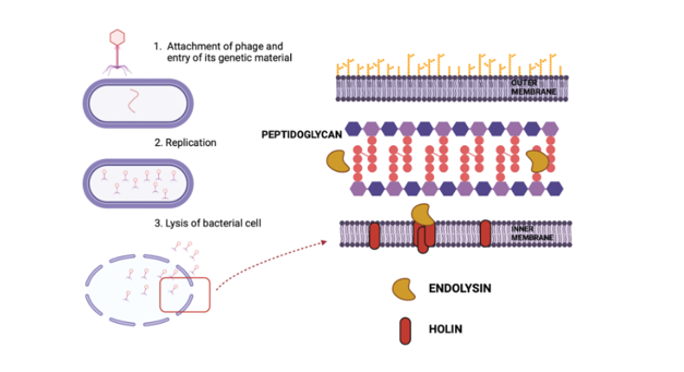 The M13 bacteriophage as a system to combat multidrug-resistant bacteria (MDR)