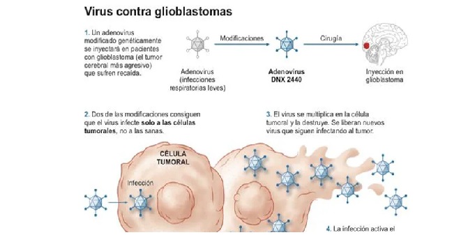 Oncolytic Viruses: A Revolution in the Fight Against Cancer