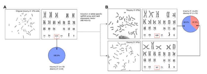 CRISPR-CAS9 to eliminate extra chromosome in cells from a patient with Down syndrome.